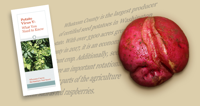 Brochure and Potato Virus Y affected potato
