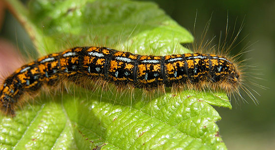 Tent Caterpillar