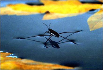 "Strider" - Photo used with permission, Robert B. Suter PhD