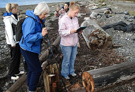 Creosote survey on the shore