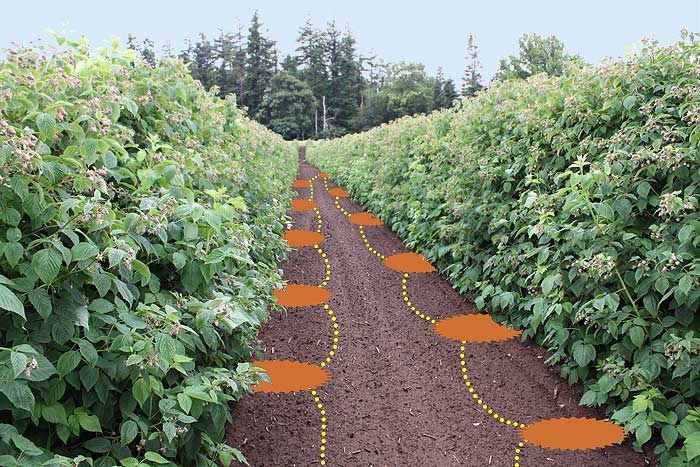 ath through crop isle