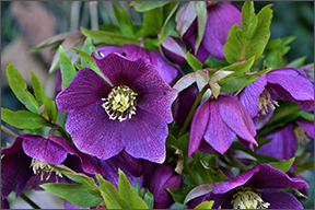 Hellebore Morocco Flower
