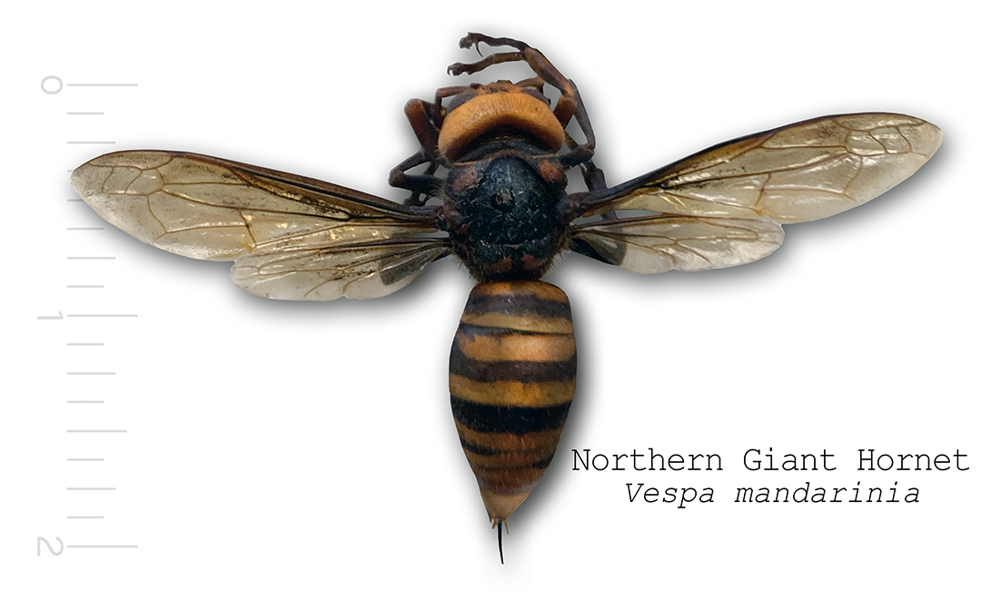 Northern Giant Hornet