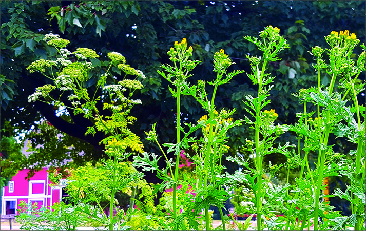 Weeds at Hovander Park