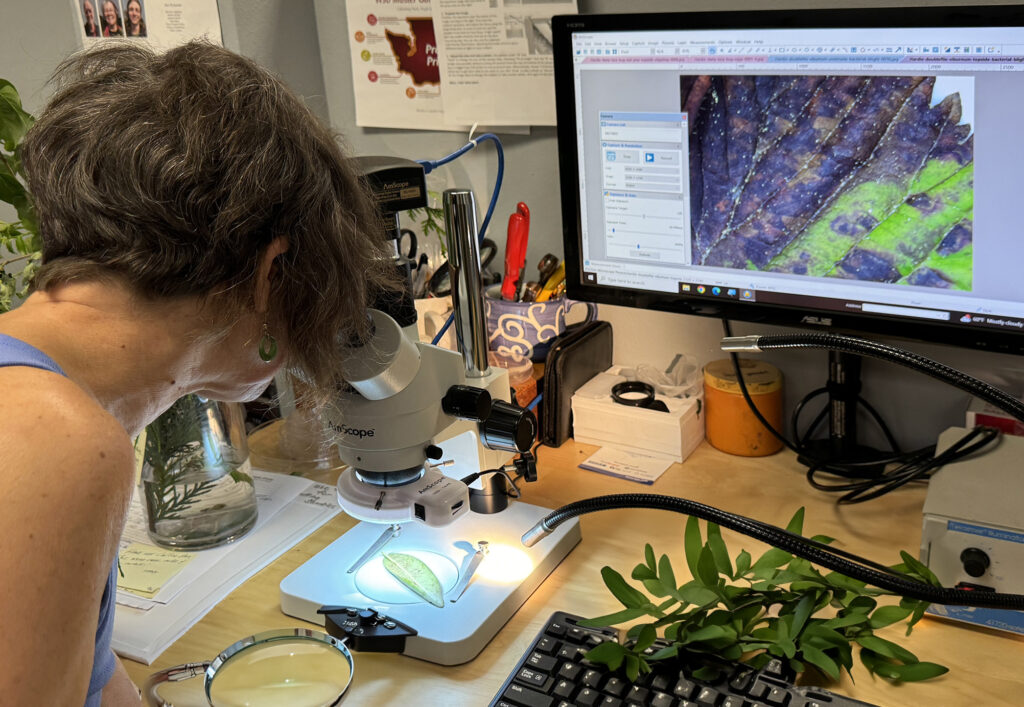 Examining a leaf using a microscope