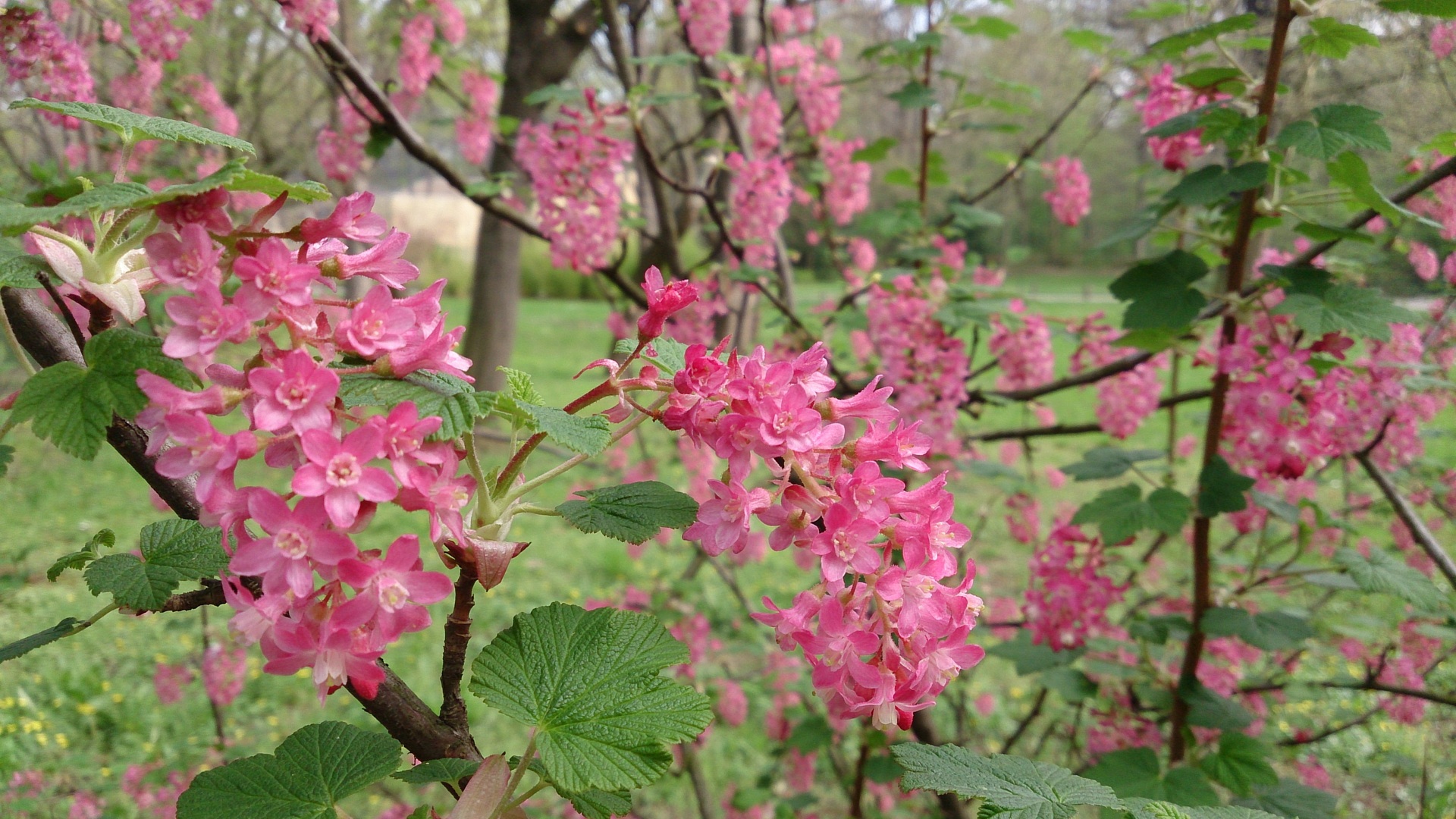 Red flowering currant flower