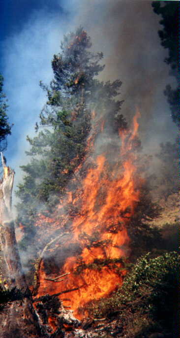 Wildland Fire
