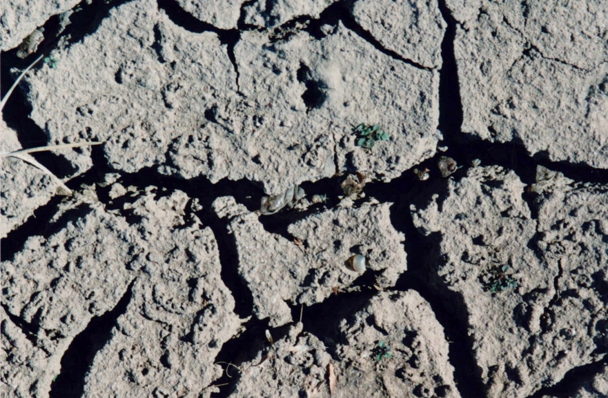 Cracked dry ground. Photo DL McNamara