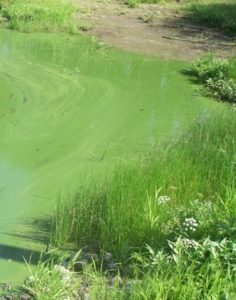 Green algae on water surface in lake with grass on shore. 