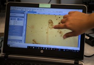 Computer screen with person pointing to a small oval objects on the screen.