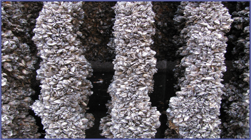 Columns of mussels covering hydro equipment.
