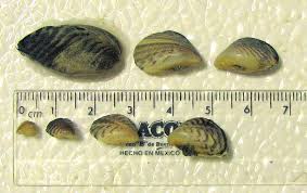 Three larger zebra mussels and four quagga mussels with a scale.