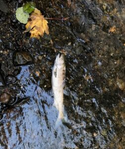 A salmon on its side dying in a creek.