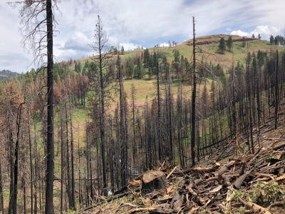 Burnt hillside with trees in background.