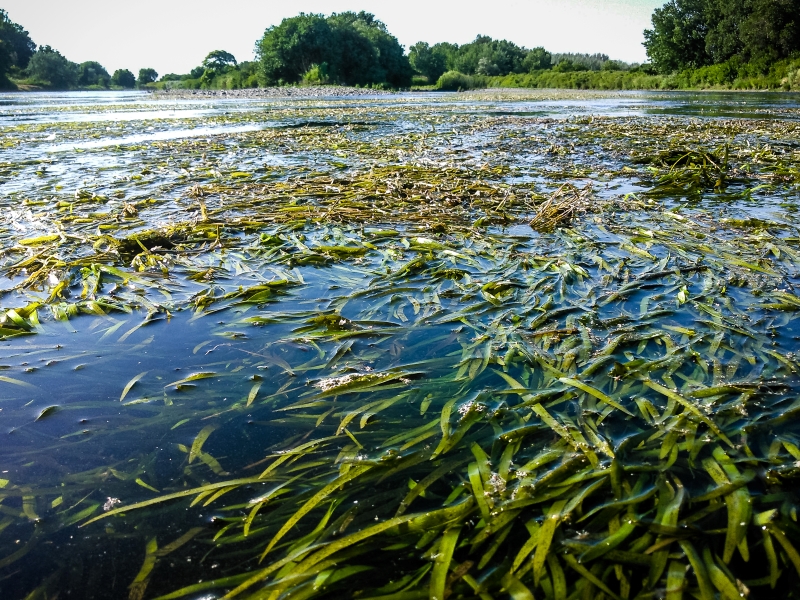 Water stargrass covering the surface of a river.