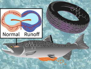 An artistic rendering of the coho blood brain barrier and quinone-6 causing disruption. 
