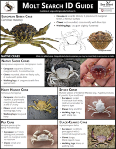Crab identification guide