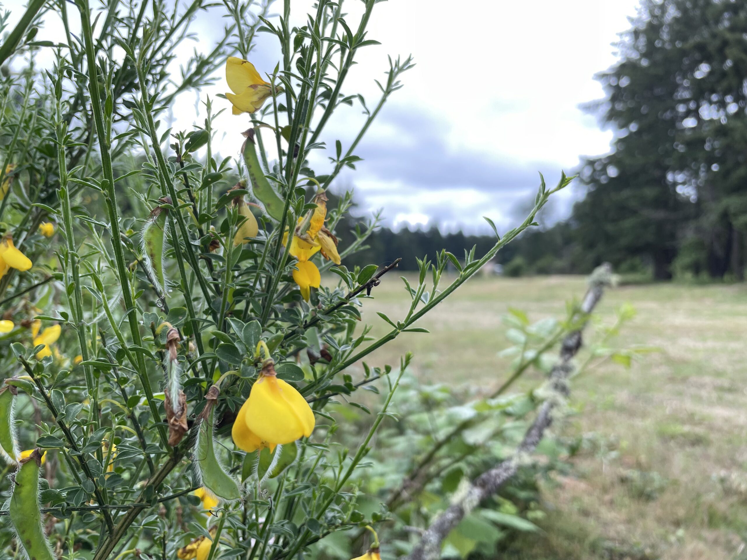 Scotch Broom