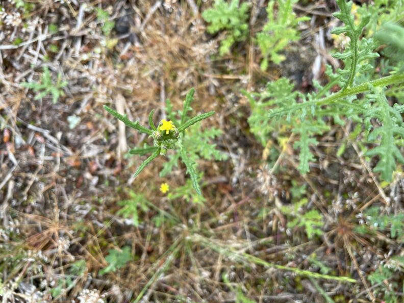 Tansy Ragwort