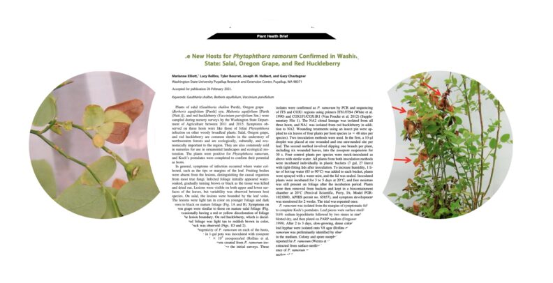 Hosts of Phytophthora ramorum