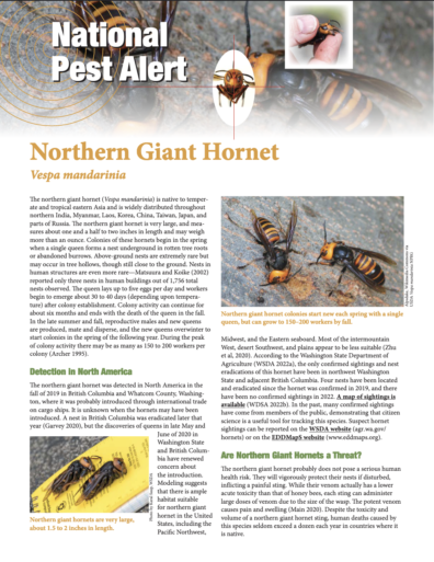Northern Giant Hornet National Pest Alert Handout - North Central IPM Center