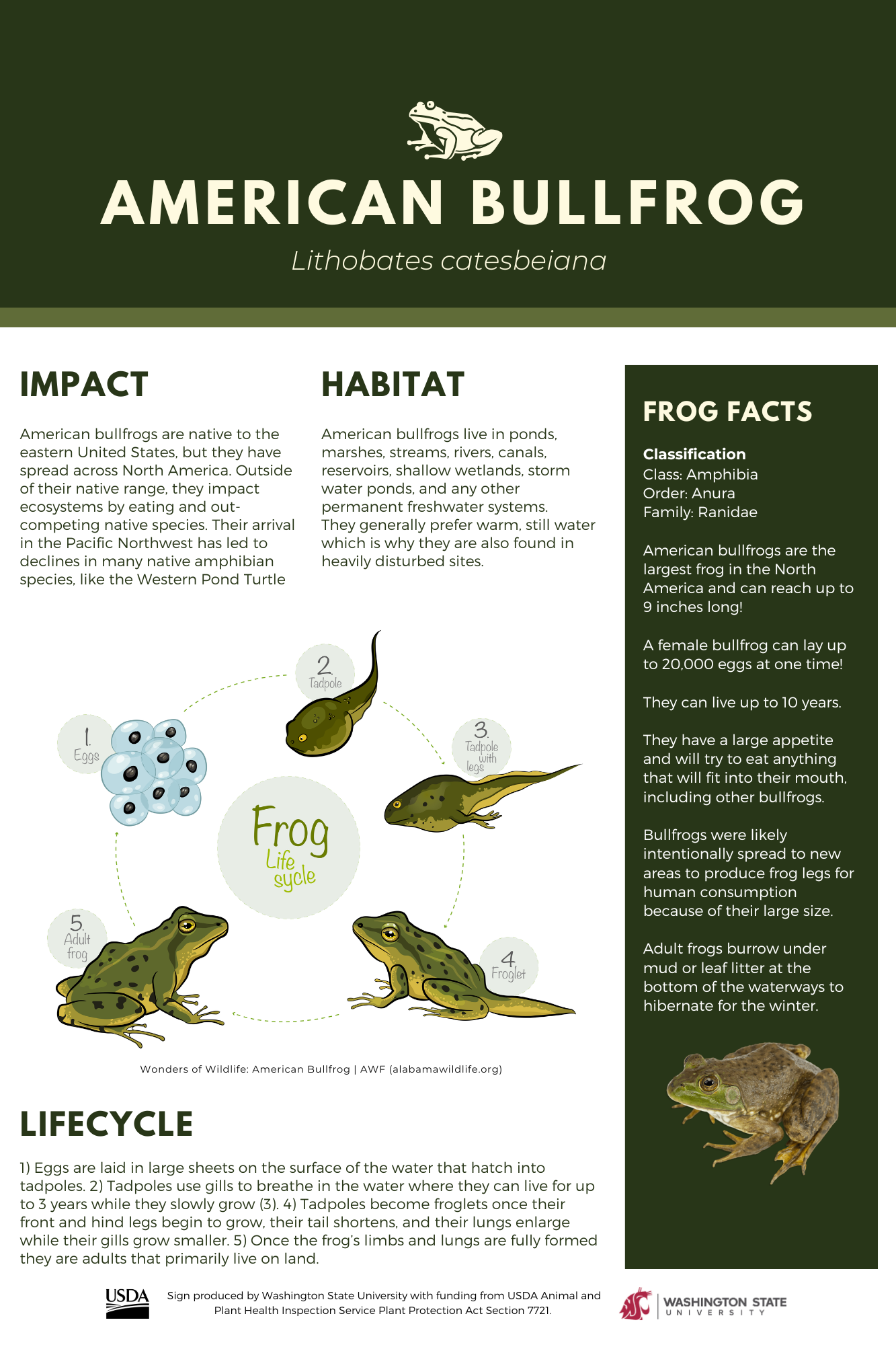 American Bullfrog flyer