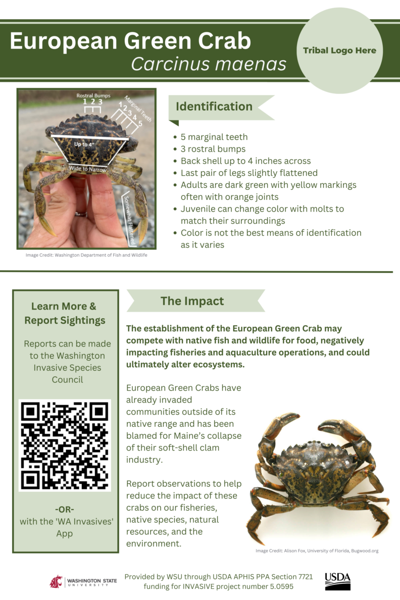 European Green Crab Flyer