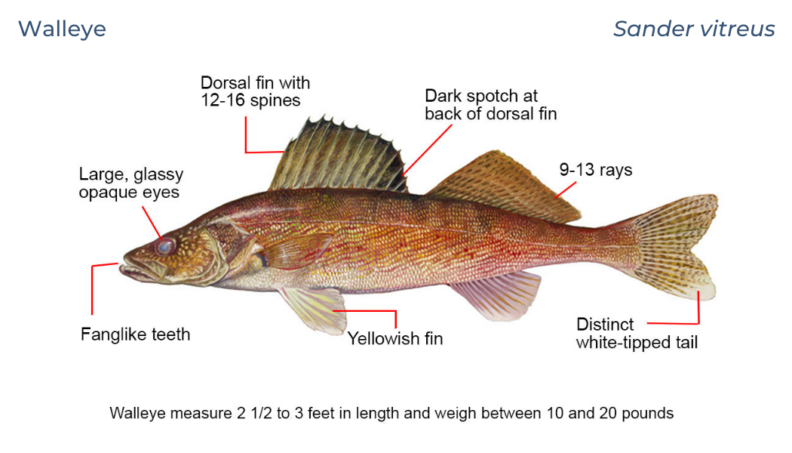 Outreach Materials at No-Cost | Invasive Species | Washington State ...