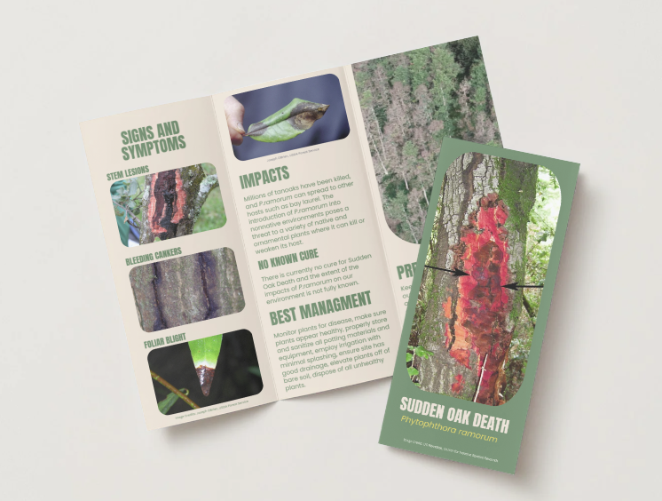 examples of our programs pamphlets