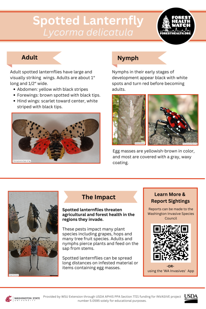 Spotted Lanternfly flyer
