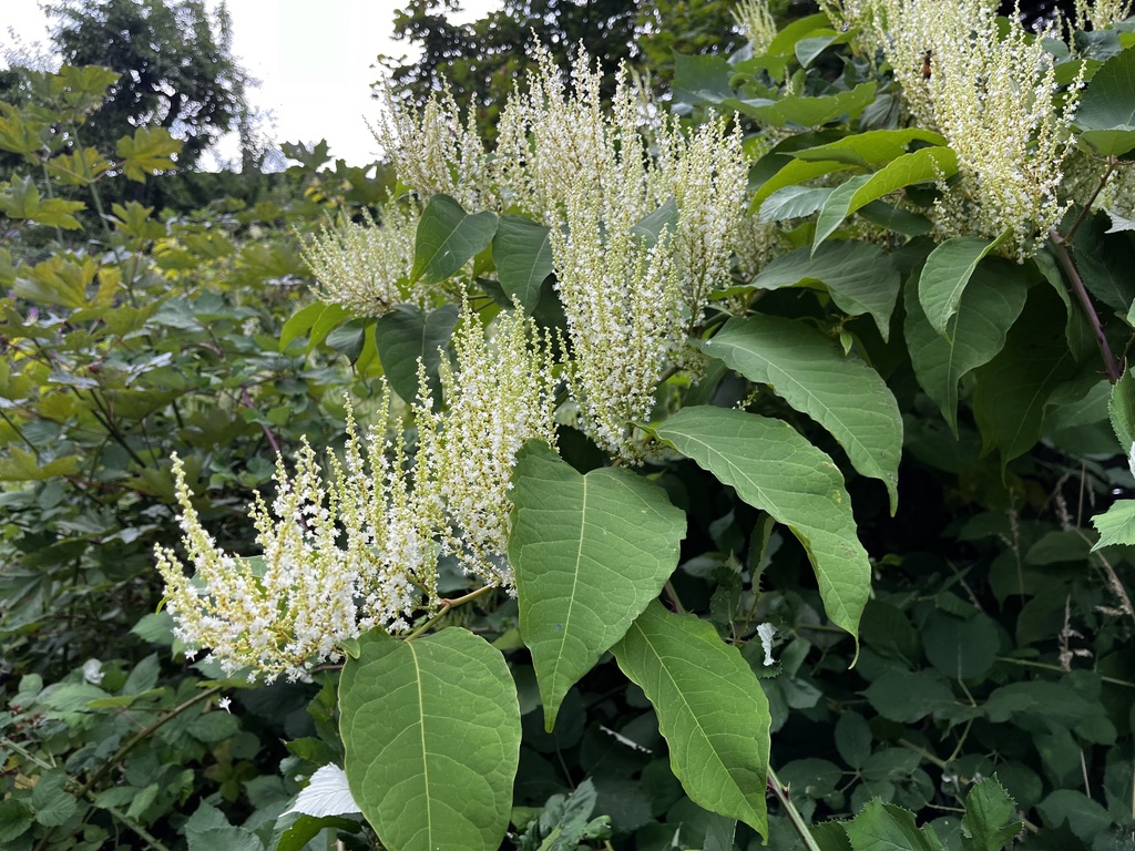knotweed