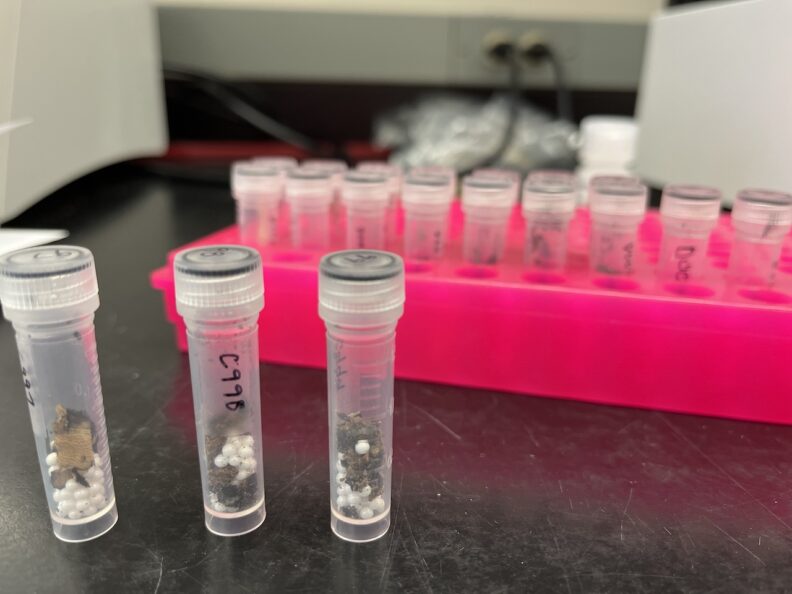 C. corticale dna extraction