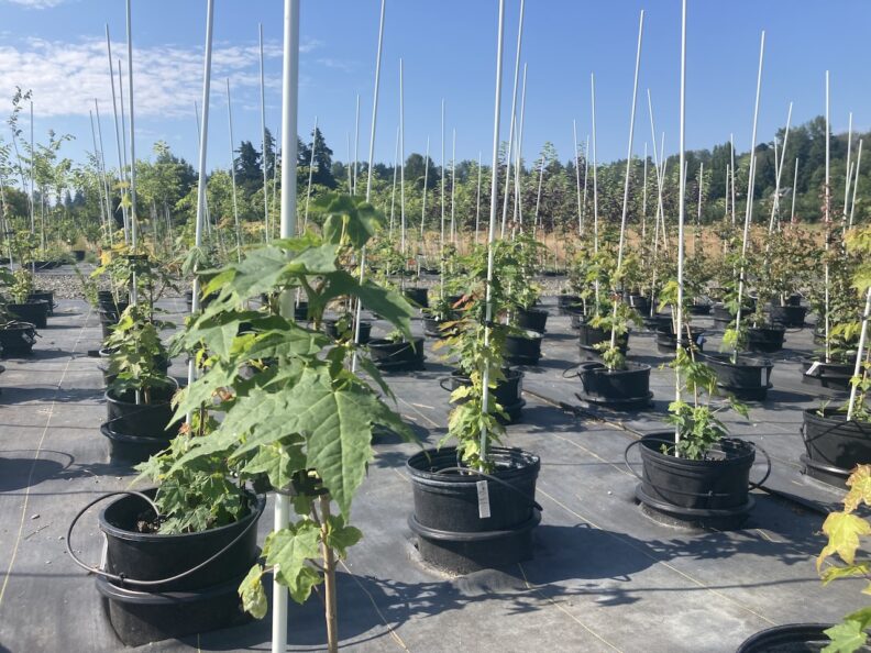 Maple trees potted 
