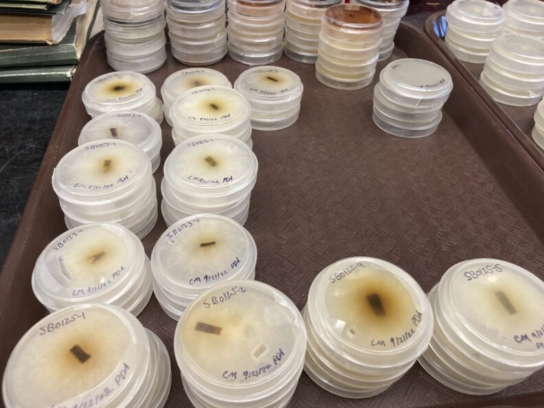 C corticale isolates