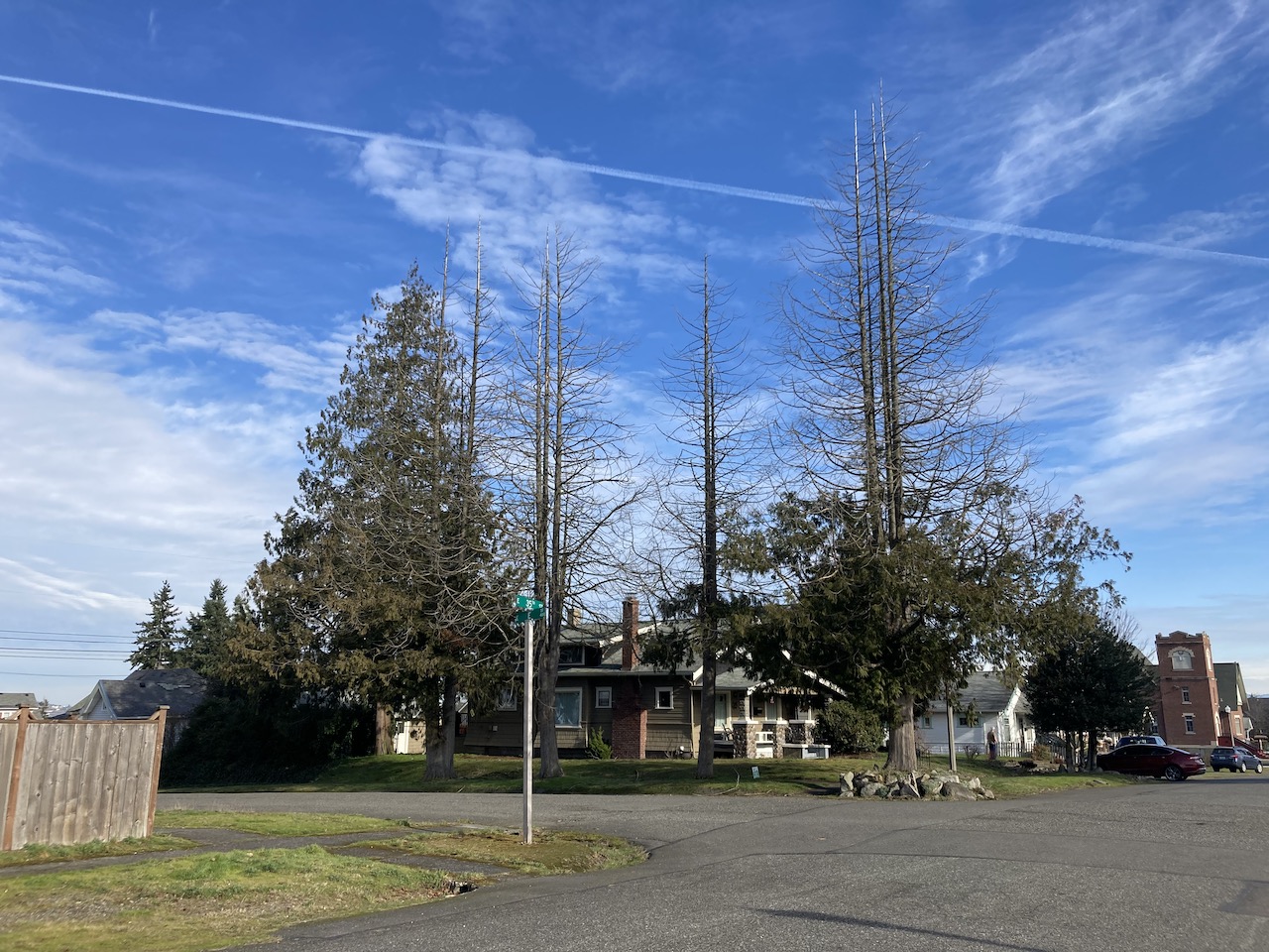 Dying western redcedar