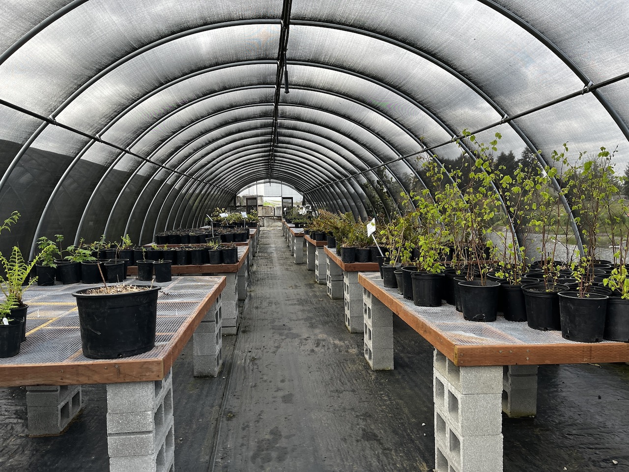 Proper plant storage at Tacoma Nursery