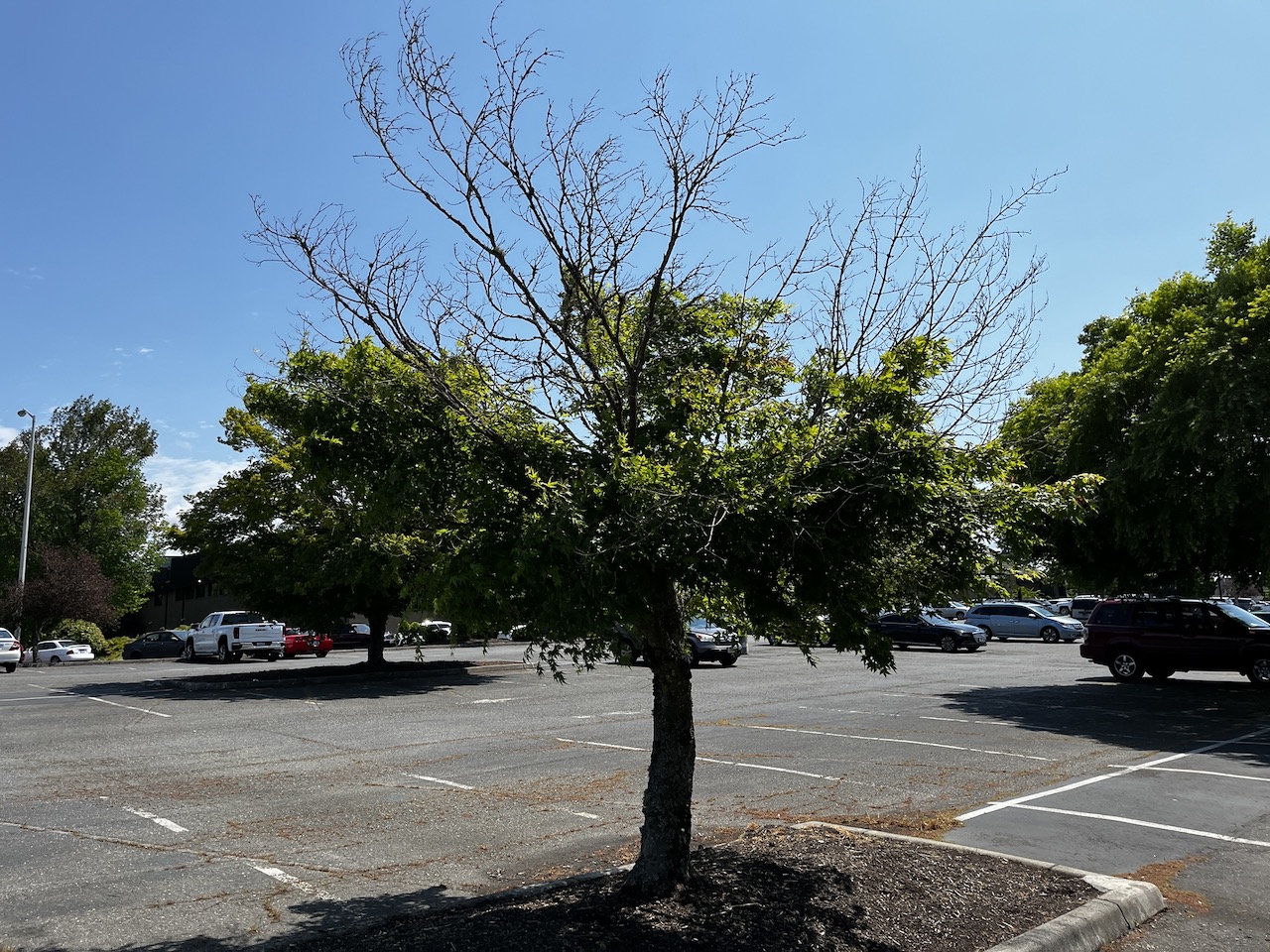 Unhealthy tree in parking lot