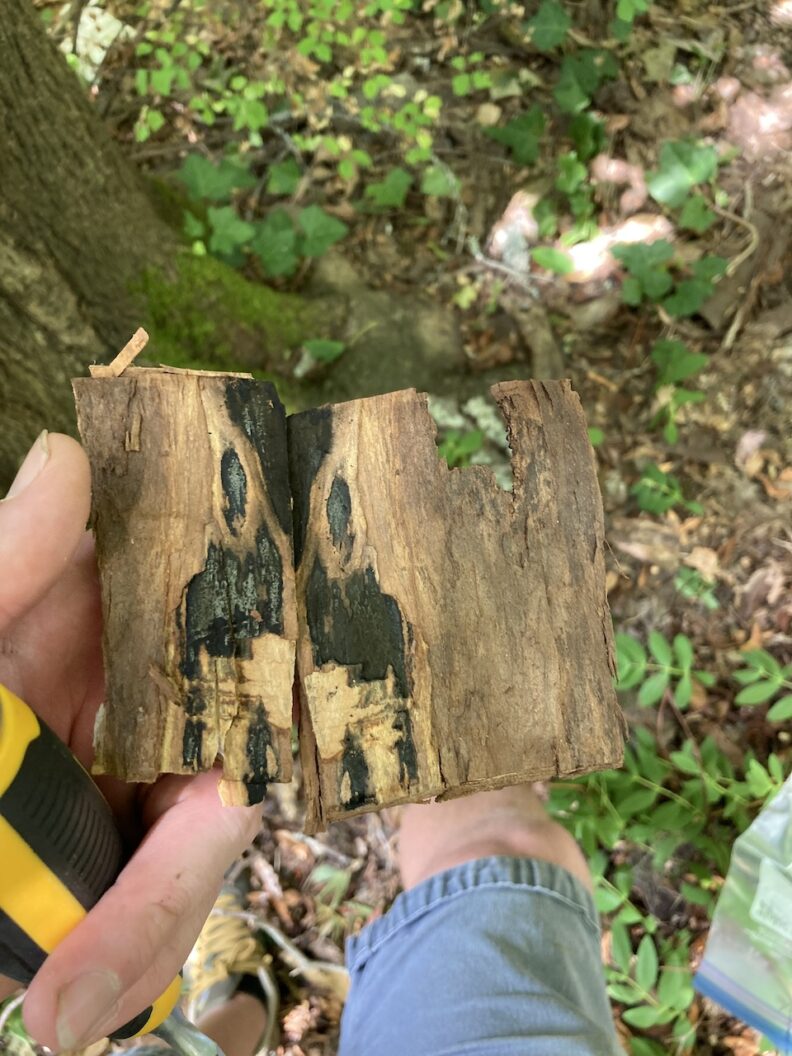 Sooty bark disease sample