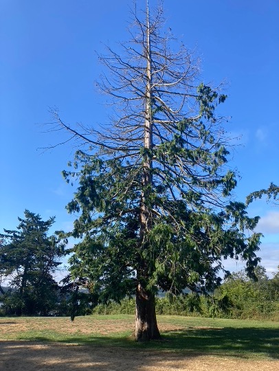 Western redcedar with top dieback