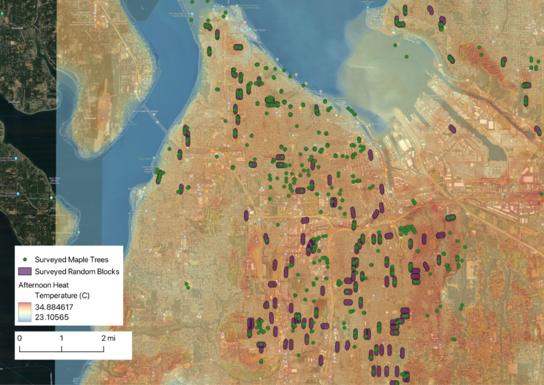 Surveyed Maple Trees