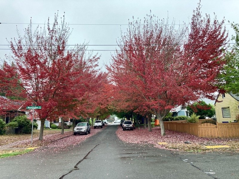 Trees in Tacoma, WA