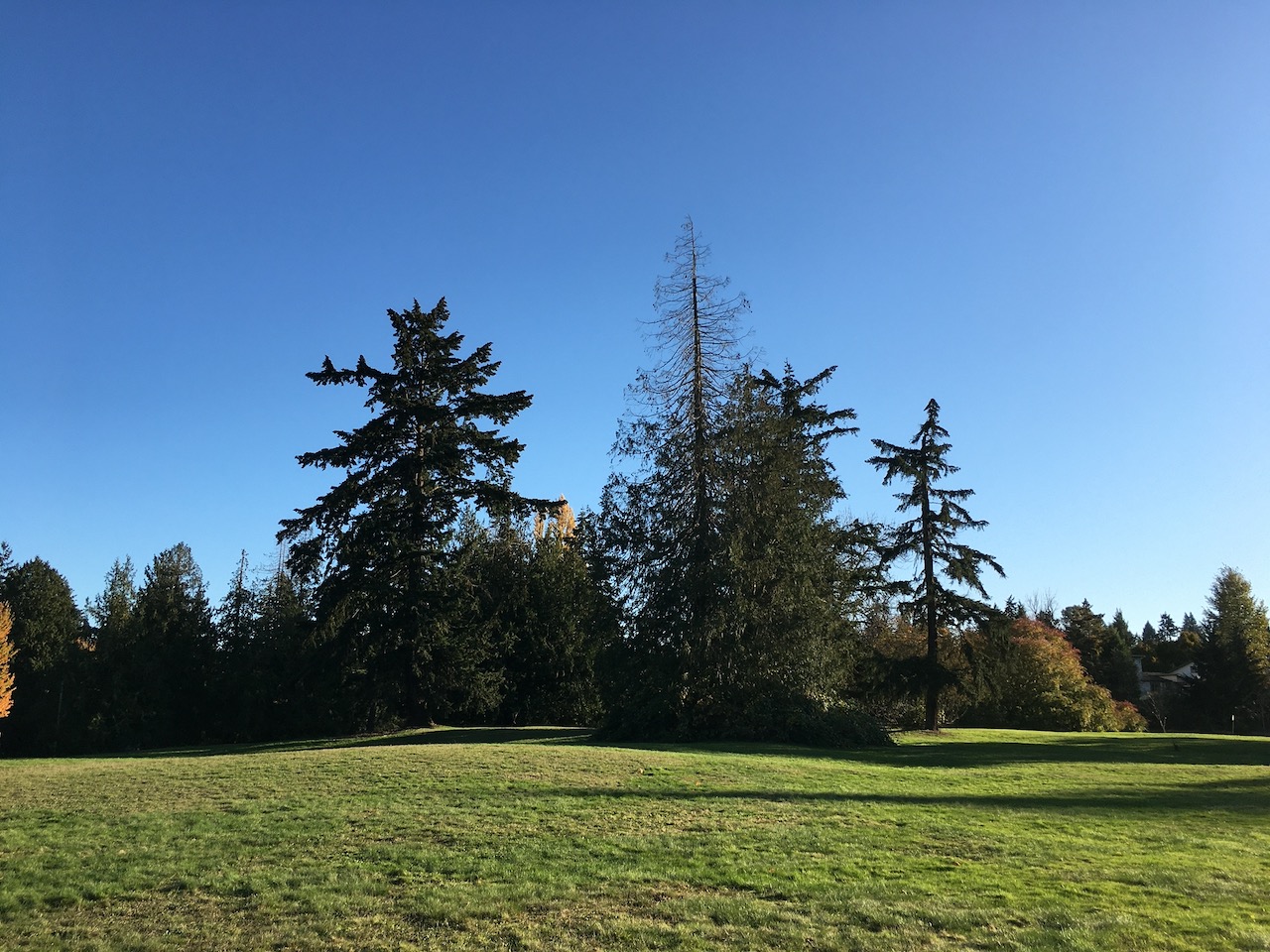 Western Redcedar Dieback