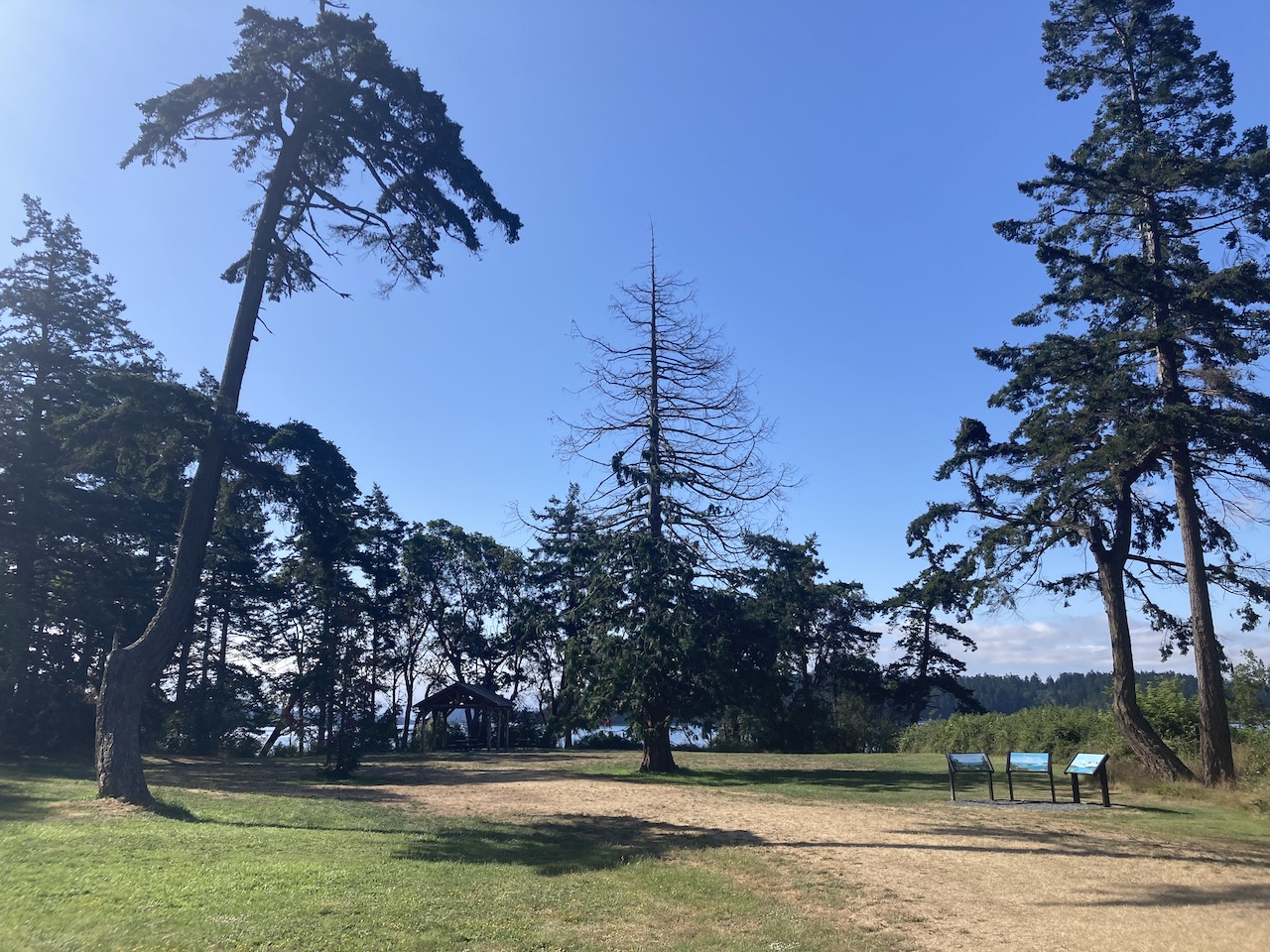 Western Redcedar Dieback