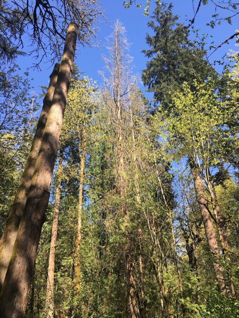 Western Redcedar Dieback