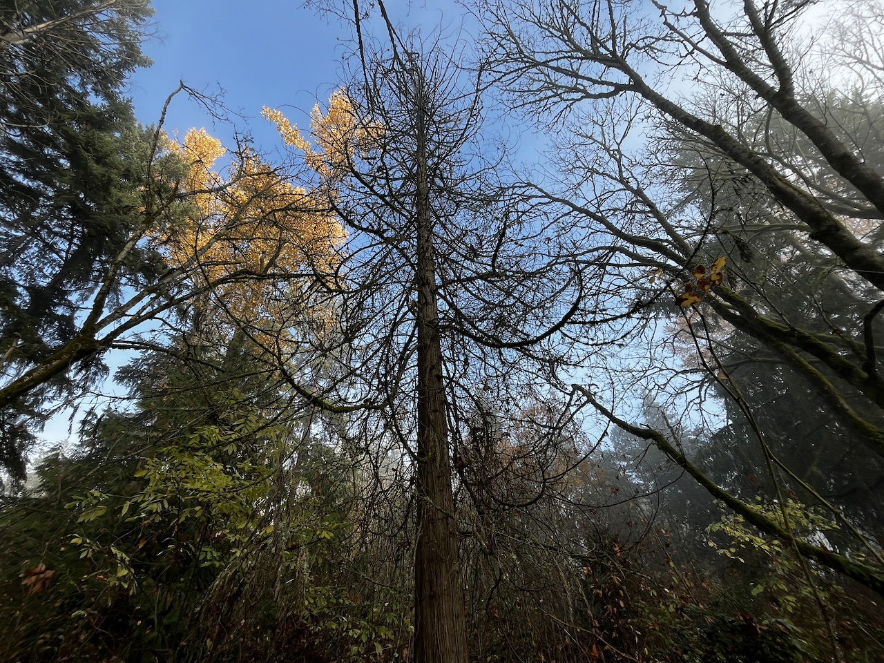Western Redcedar Dieback