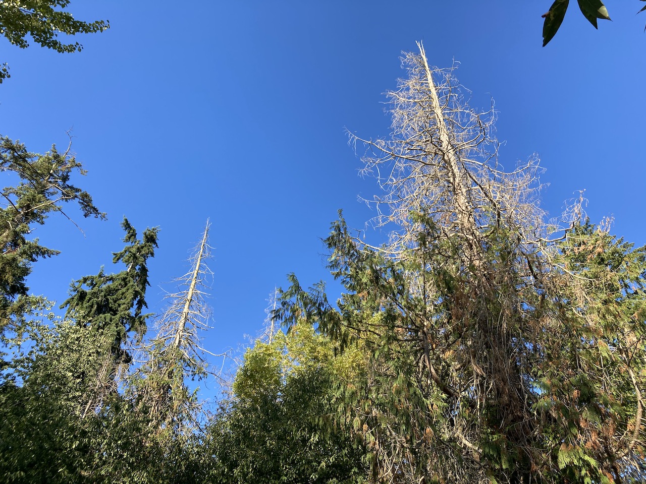 Western Redcedar Dieback