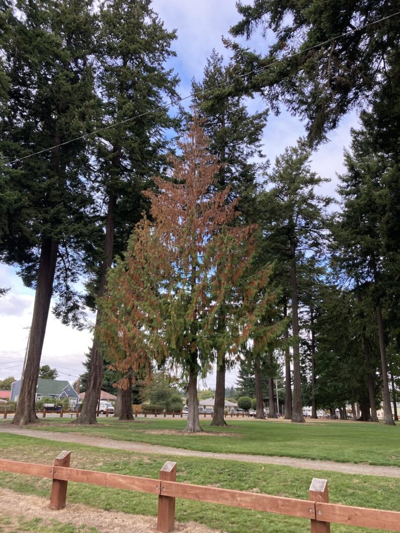 Western Redcedar Dieback