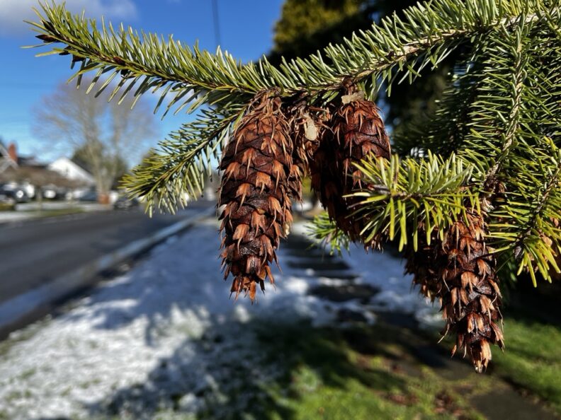 Douglas fir cone