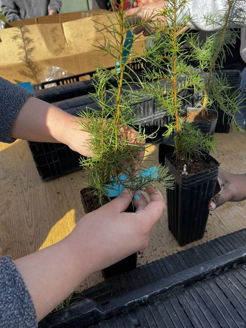 Potting Douglas fir