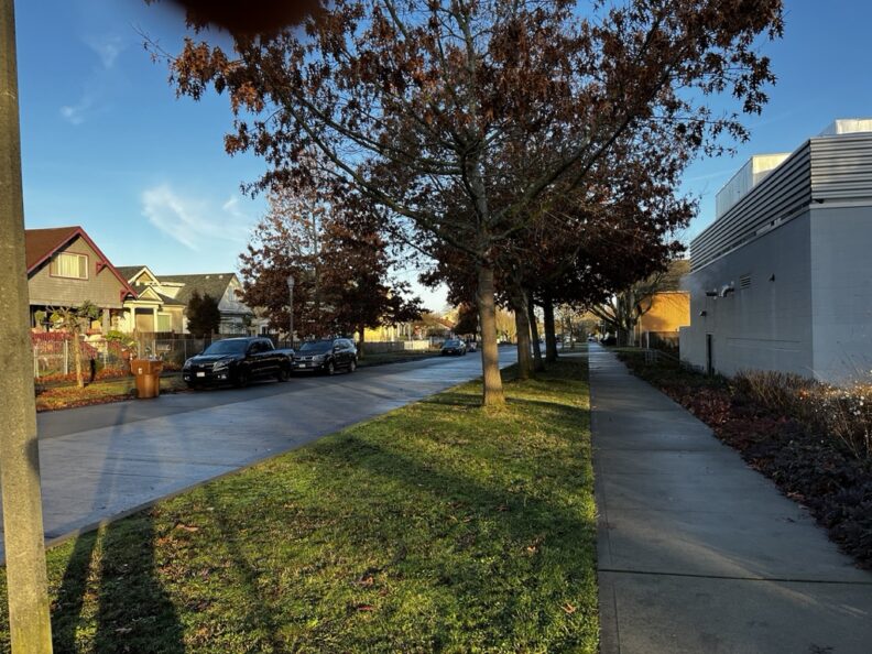 Street trees in Tacoma